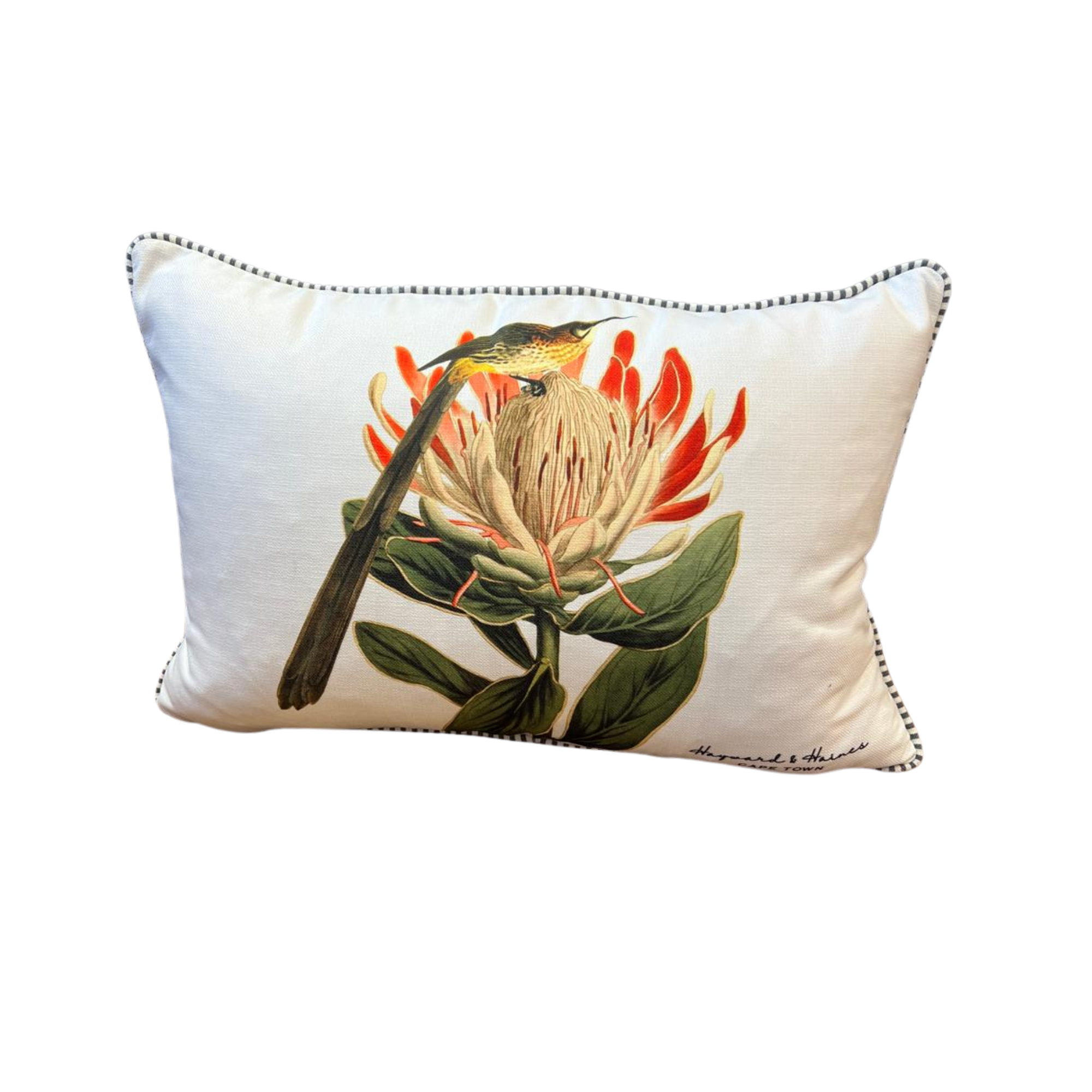 Cushion - Sugarbird on Protea on White - 60x40 (Includes Feather Cushi ...